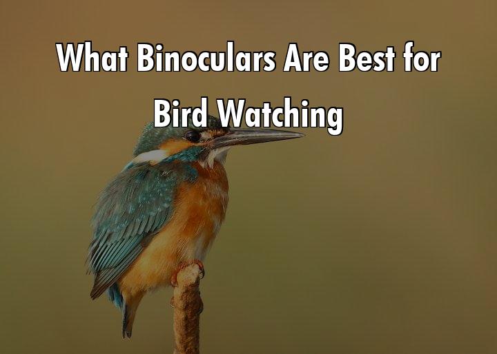 Binoculars Bird Watching