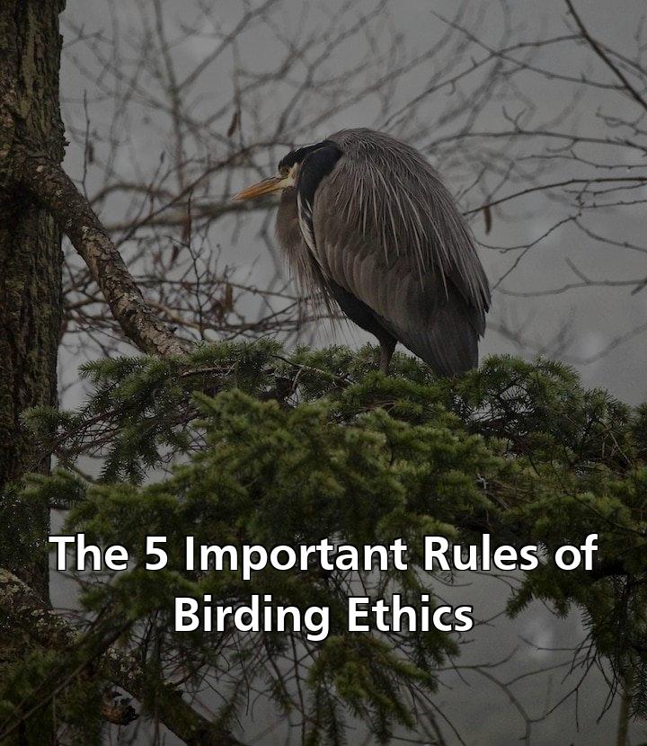 Rules Birding Ethics