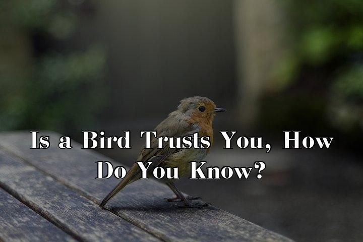 Bird Trusts