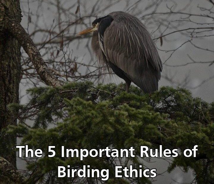 Rules Birding Ethics
