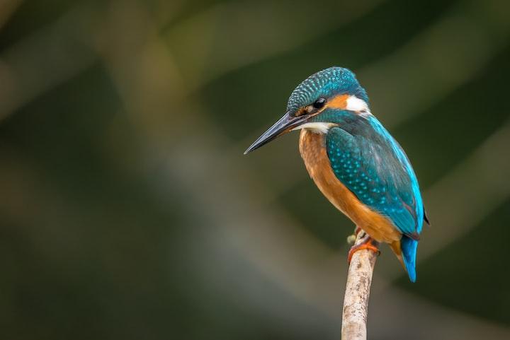 keep your voice low and inviting soft speech is important when meeting your new pet bird